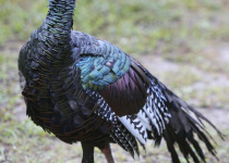 Ocellated Turkey