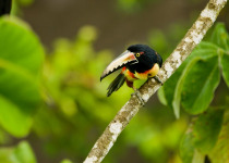 Collared Aracari