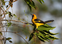 Yellow-tailed Oriole