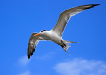 Royal Tern