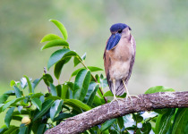 Boat-billed Heron