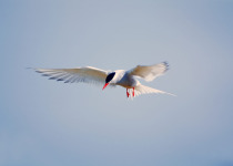 Arctic tern