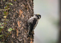 American Three-toed Woodpecker on tree