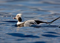 Long-tailed Duck, Male