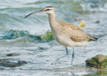 Whimbrel