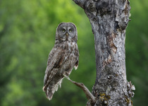 Great Gray Owl