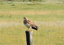 Swainson's Hawk