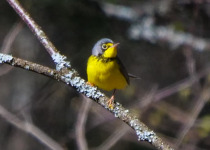 Canada Warbler
