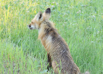 Red Fox