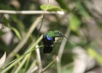 Green-throated Carib