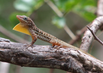 Dominican Anole
