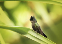 Antillean Crested Hummingbird