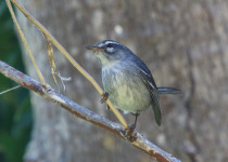 Plumbeous Warbler
