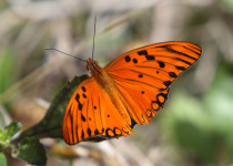 Gulf Fritillary