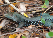 Dominican Ground Lizard