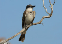 Gray Kingbird