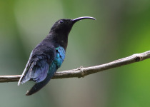 Purple-throated Carib