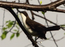 White-breasted Thrasher
