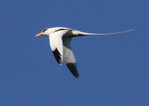 White-tailed Tropicbird
