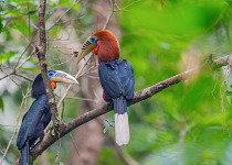 Rufous-necked Hornbill