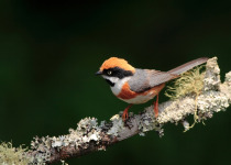 Red-headed Tit