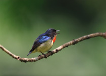 Fire-breasted Flowerpecker