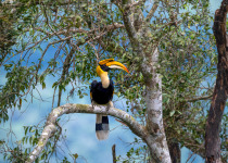 Great Hornbill
