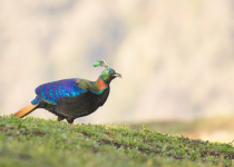 Himalayan Monal