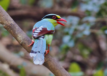 Common Green Magpie