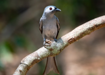 Ashy Drongo on branch