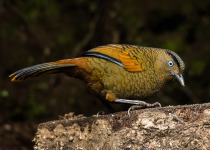 Blue-winged Laughingthrush