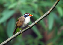 Coral-billed Scimitar Babbler