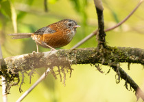 Bar-winged Wren-babbler