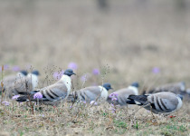Snow Pigeons