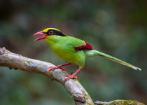 Common Green Magpie