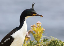 Auckland Islands Shag