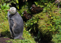 Yellow-eyed Penguin, Enderby Island