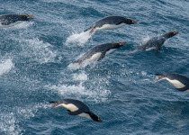 Erect-crested Penguin
