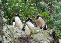 Snares Crested Penguin