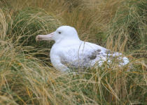 Southern Royal Albatross on Campbell Island