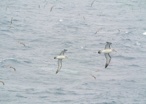 Salvin's Albatross