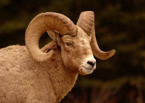 Bighorn Sheep
