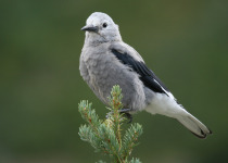 Clark's Nutcracker