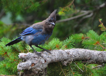 Stellar's Jay