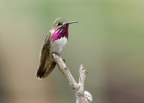 Calliope Hummingbird