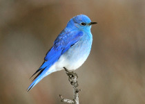 Mountain Bluebird