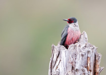 Lewis's Woodpecker
