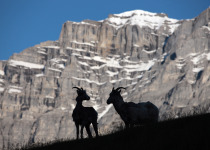 Bighorn sheep with Rockies in background