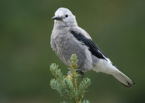 Clark's Nutcracker
