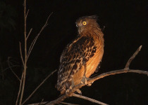Buffy Fish Owl